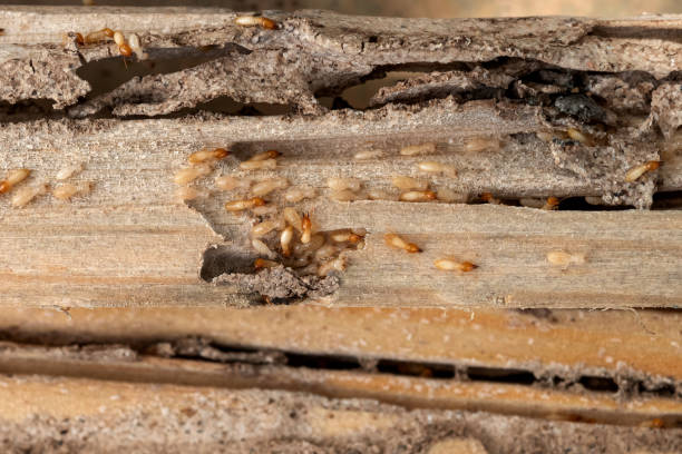 Best Termite Control Services  in Cleveland, FL